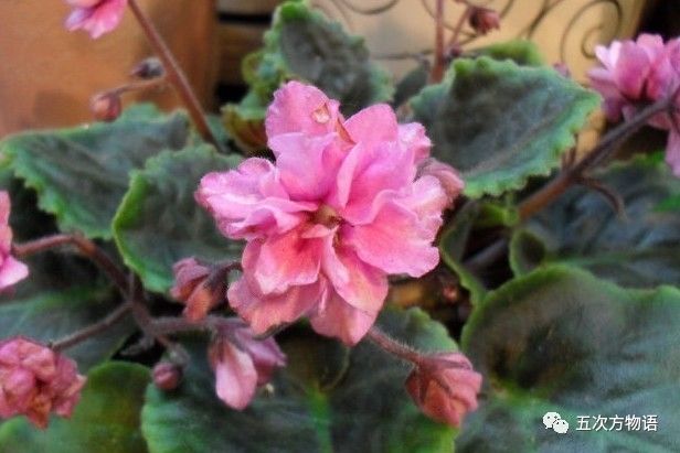 真正的紫罗兰是什么颜色,如何客观看待紫罗兰