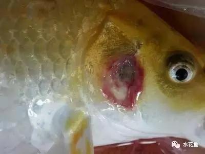 拉网垂钓鱼体受伤用什么药,拉网鱼体受伤