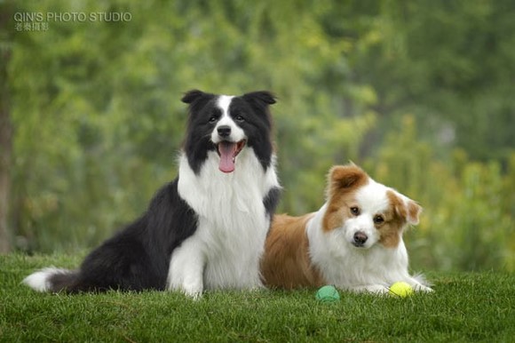 狗狗便便是浅黄色怎么办,狗狗吐黄水拉绿色稀便