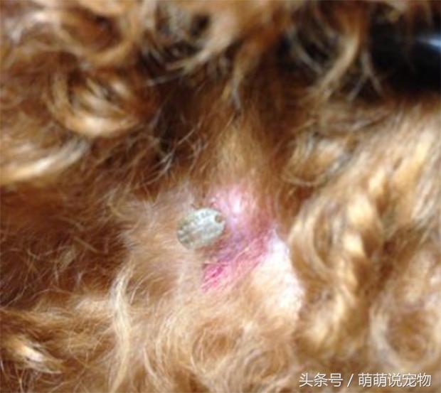 宠物狗瘸了,宠物狗泰迪为啥没胡子