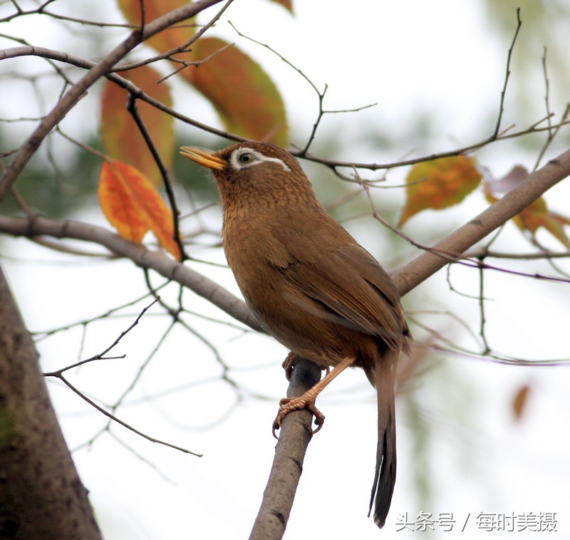 驯养画眉鸟，这些口诀须牢记