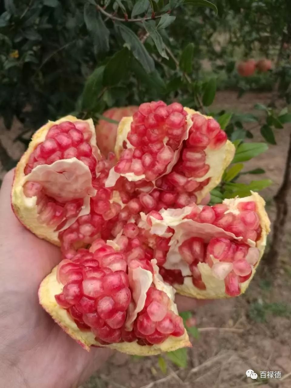 软籽石榴和硬籽石榴的区别是什么,软籽石榴和硬籽石榴有什么区别