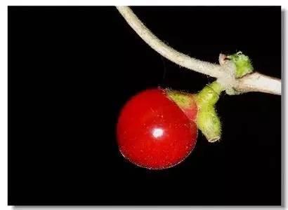 诗歌｜因果：《一粒红豆》（外二首）