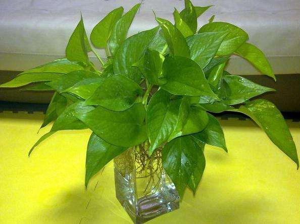 绿萝烂根怎么办快速解决方法,水培绿萝烂根怎么办小妙招