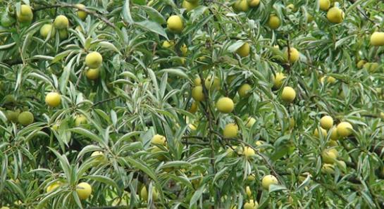 五沃之土，其木宜梅李李子种类繁多，记得小时候天天蹲树上吃！