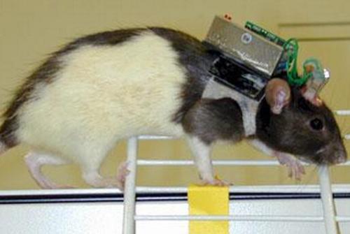 科学家用芯片操控老鼠,老鼠植入芯片实验