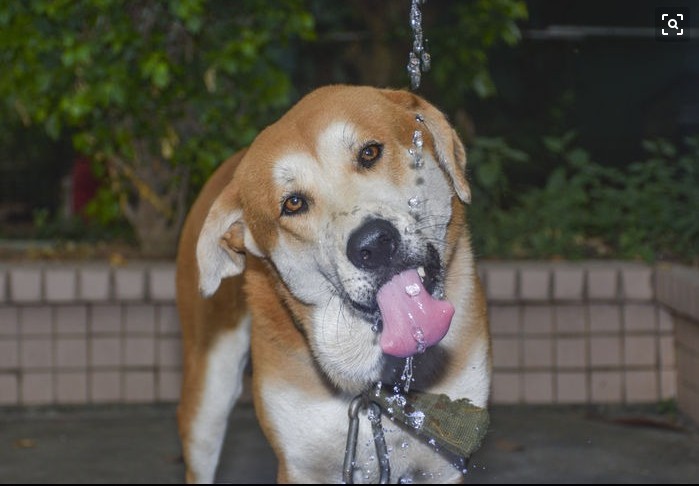 狗狗便便是浅黄色怎么办,狗狗吐黄水拉绿色稀便