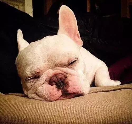 斗牛犬感冒了怎么办,斗牛犬生病该怎么办视频