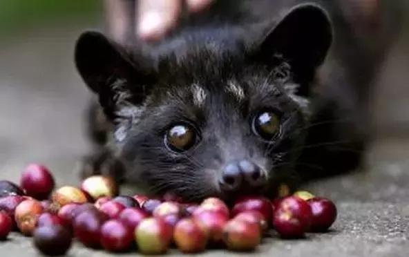 猫屎咖啡是怎么在全世界出名的,猫屎咖啡是不是世界上最好的啊