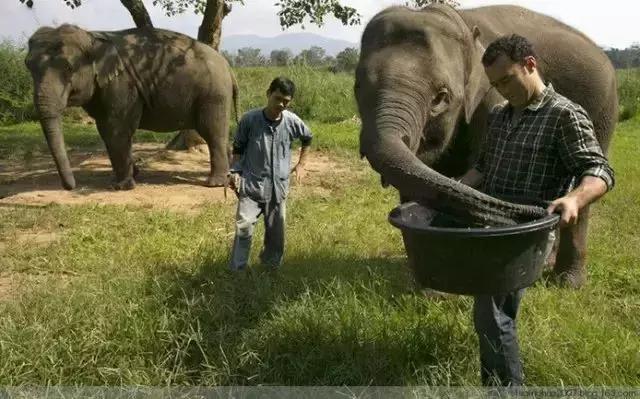 猫屎咖啡是怎么在全世界出名的,猫屎咖啡是不是世界上最好的啊