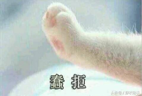 提升猫咪幸福感的东西,提升猫咪智商的玩具