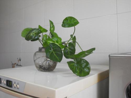 绿萝烂根怎么办快速解决方法,水培绿萝烂根怎么办小妙招