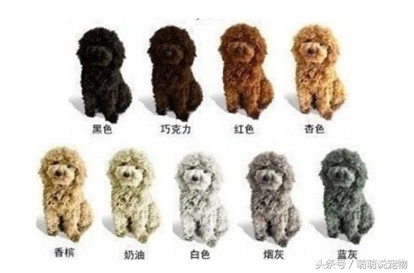 泰迪狗狗怎么养毛色好,泰迪犬毛色不好怎么饲养好