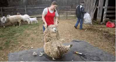 十一长假很无聊？来看看这只有趣的羊，为了不剪羊毛它逃亡6年……