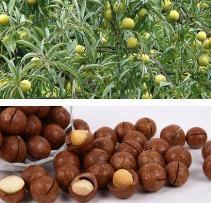 五沃之土，其木宜梅李李子种类繁多，记得小时候天天蹲树上吃！