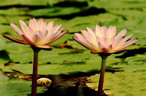 寸寸金莲,寸相思之“两朵金莲”的咒语与放足之艰难