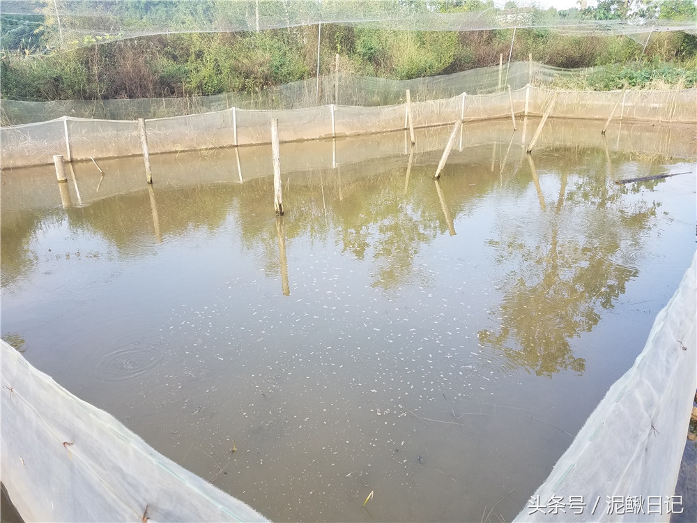 养殖泥鳅青蛙能赚钱吗,稻田泥鳅青蛙生态循环养殖技术