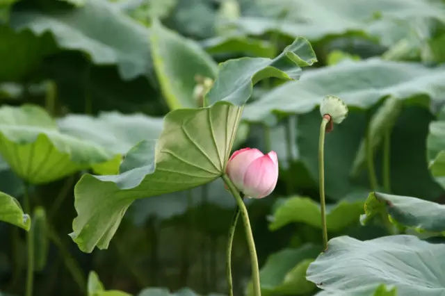 平时抠图换背景,ps抠图换背景后边缘有色差