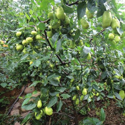 京郊采摘,秋天京郊采摘好去处