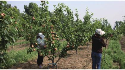 京郊采摘,秋天京郊采摘好去处
