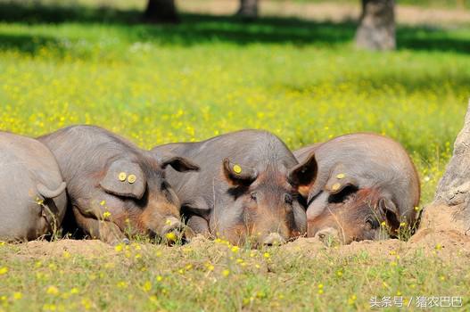 送给养猪人的福利,猪淋巴型链球菌的治疗方法!