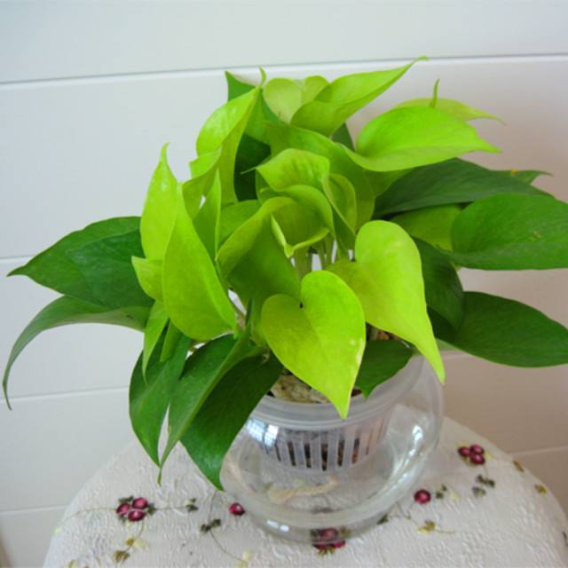 绿萝烂根怎么办快速解决方法,水培绿萝烂根怎么办小妙招