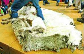 十一长假很无聊？来看看这只有趣的羊，为了不剪羊毛它逃亡6年……