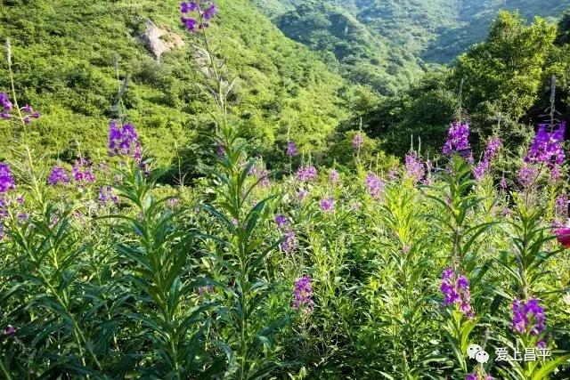 十一假期旅游推荐北京昌平,昌平九月周边游一日游自驾游