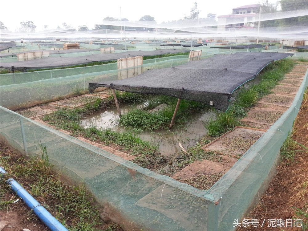 养殖泥鳅青蛙能赚钱吗,稻田泥鳅青蛙生态循环养殖技术