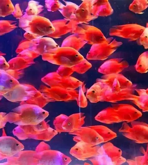 大西北旅游匈奴,一起游巴朗山