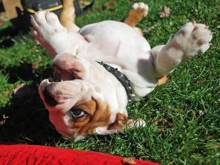 斗牛犬感冒了怎么办,斗牛犬生病该怎么办视频