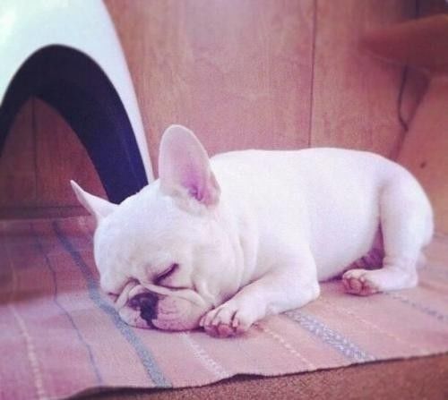 斗牛犬感冒了怎么办,斗牛犬生病该怎么办视频