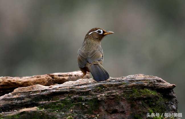 驯养画眉鸟，这些口诀须牢记