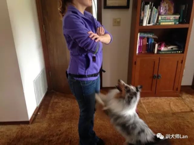 如何纠正狗狗扑人咬人的坏习惯,主人回家狗狗老往身上扑怎么纠正