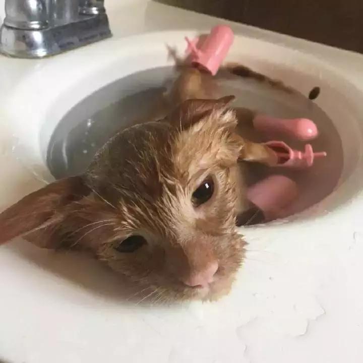 猫咪能用人的沐浴露给猫咪洗澡,猫帮猫咪洗澡