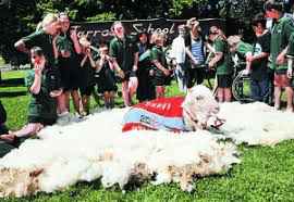 十一长假很无聊？来看看这只有趣的羊，为了不剪羊毛它逃亡6年……