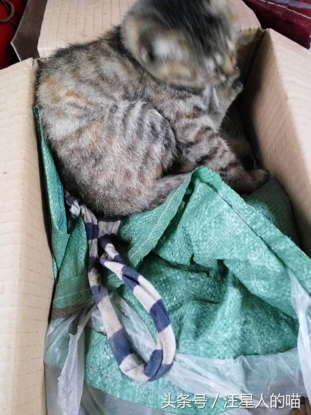 大狗暴打小奶猫,小奶狗vs小奶猫打架