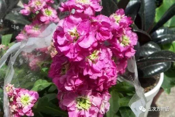 真正的紫罗兰是什么颜色,如何客观看待紫罗兰