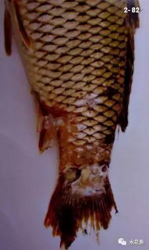 拉网垂钓鱼体受伤用什么药,拉网鱼体受伤