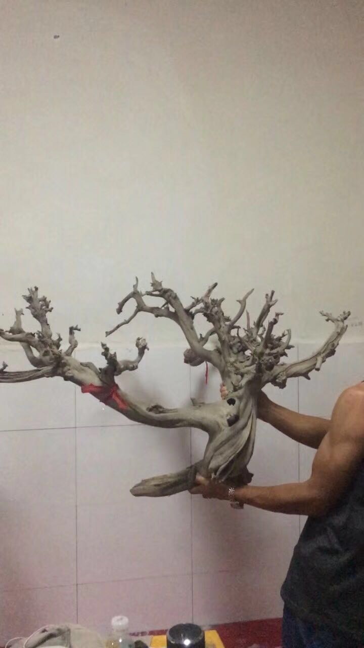 崖柏的正确玩法,崖柏的认识方法