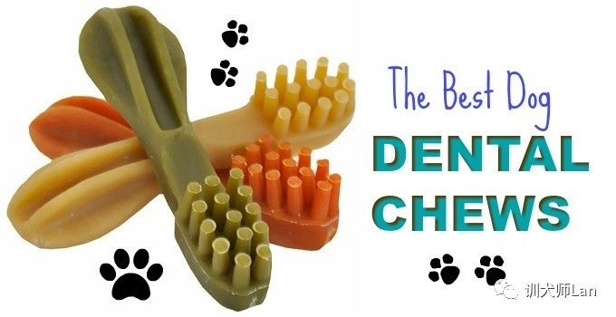 狗狗保护牙齿的方法,狗狗怎么保护牙齿
