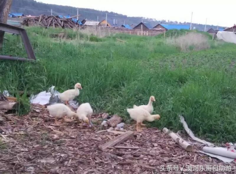 漠河景点大全漠河旅游包车攻略农家院旅游