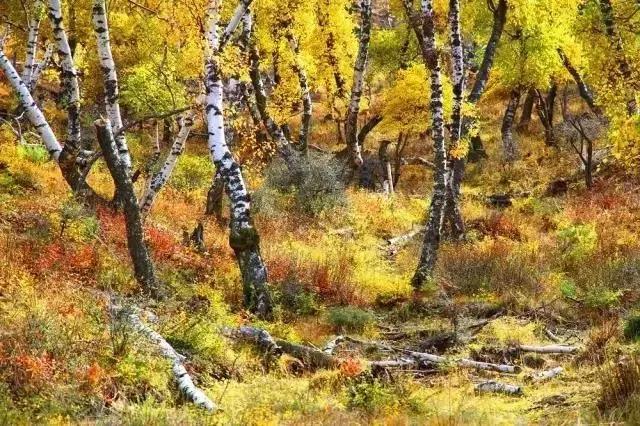 大西北旅游匈奴,一起游巴朗山