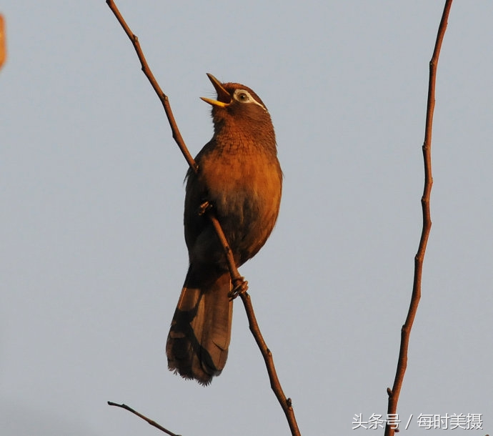 驯养画眉鸟，这些口诀须牢记