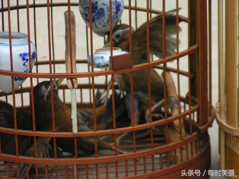 驯养画眉鸟，这些口诀须牢记