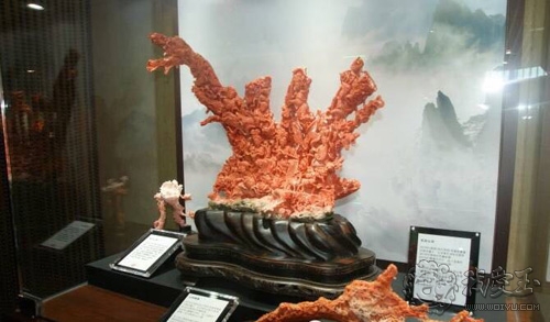 最好的红珊瑚是哪个,世界上最好的红珊瑚图片