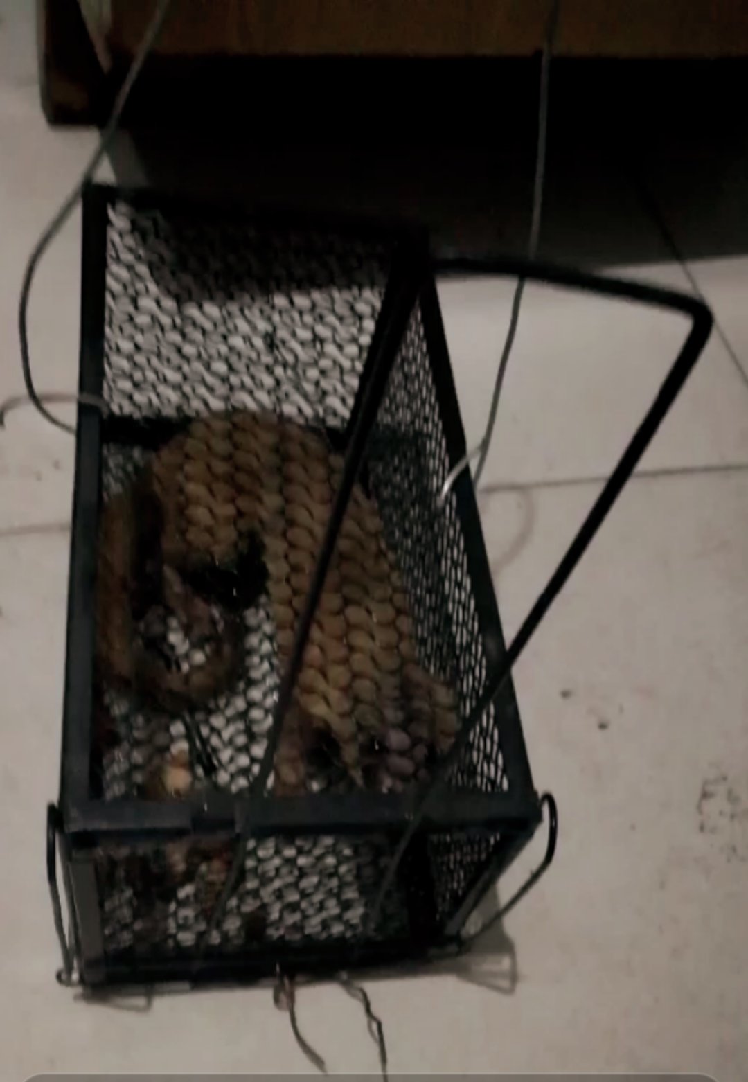 太原一居民国庆节捕家里老鼠确捕到了一直黄鼠狼!该怎么办?