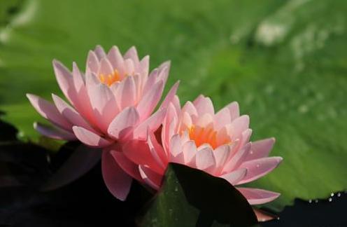 寸寸金莲,寸相思之“两朵金莲”的咒语与放足之艰难