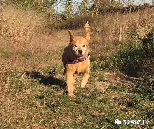 流浪狗被抛弃后又不幸得重病,流浪狗生病被救助