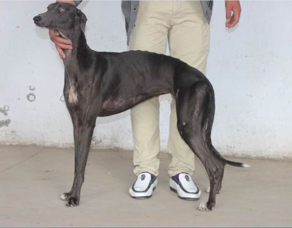 怎么样让格力犬追鸡,如何让格力犬学会顺灯